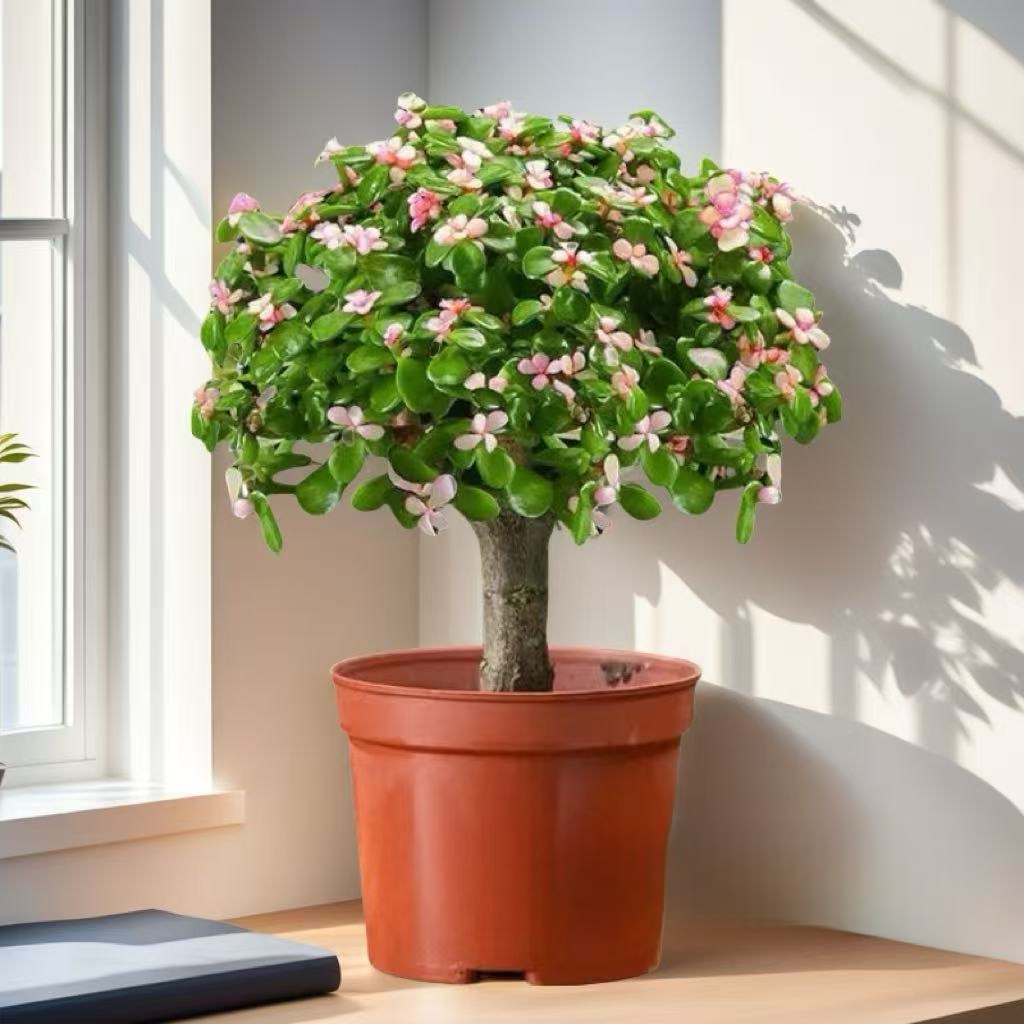 【基地直发】金枝玉叶棒棒糖造型喜阳喜干可水培土培带花苞