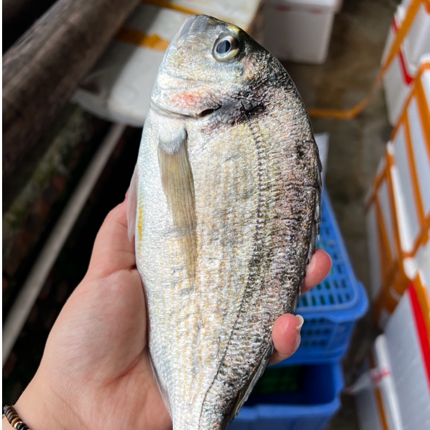 上川岛圆头腊-海鱼-腊鱼-金雕-