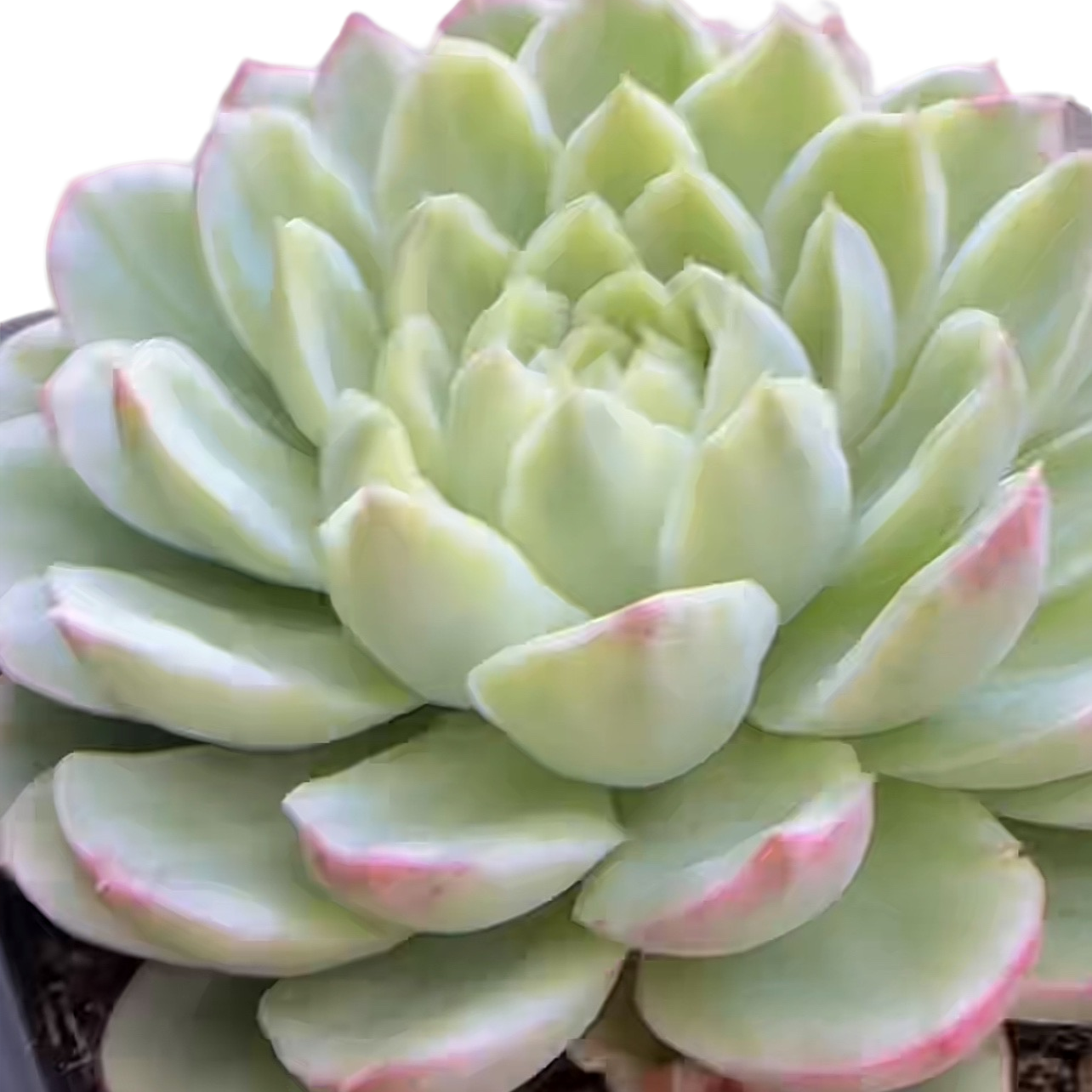 酸橙辣椒锦(多肉植物)满19.9包邮 云南基地源头直发新手好养