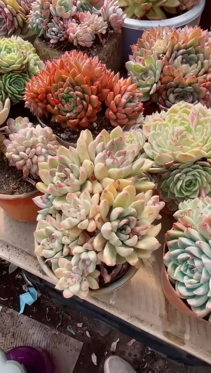 【闪购商品】22330