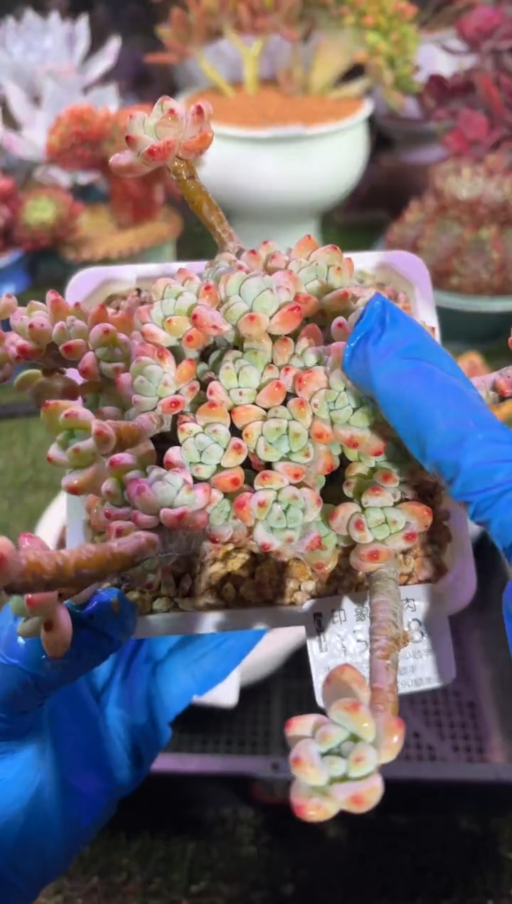 【闪购商品】13408