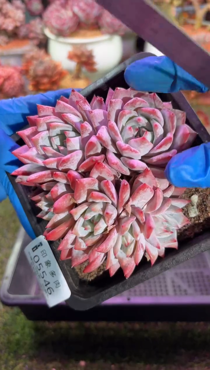 【闪购商品】05546