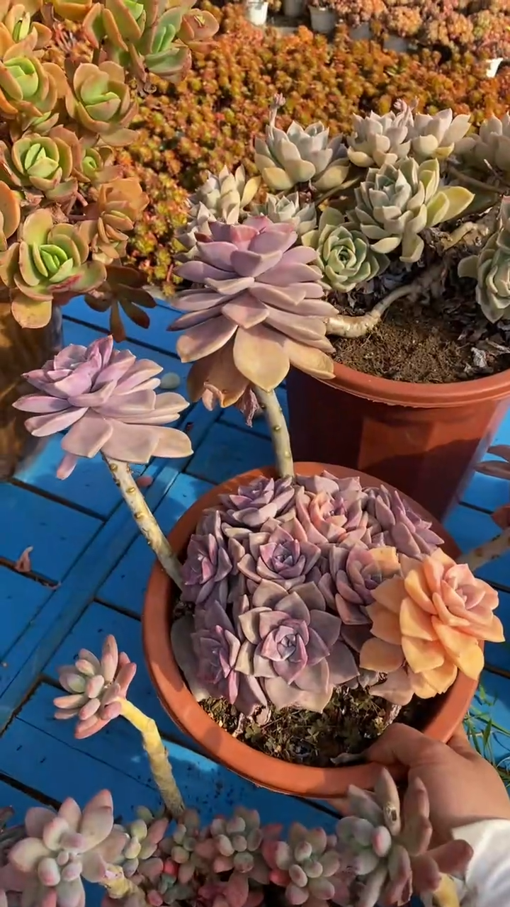 【闪购商品】1347紫乐锦