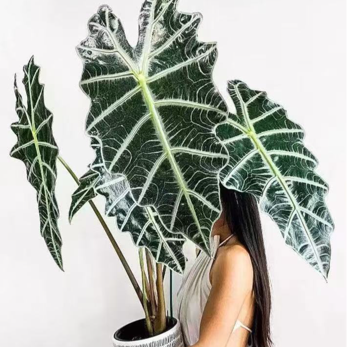 不定时新品上新链接【一物一拍、接受轻微叶损】花涧·植系初色