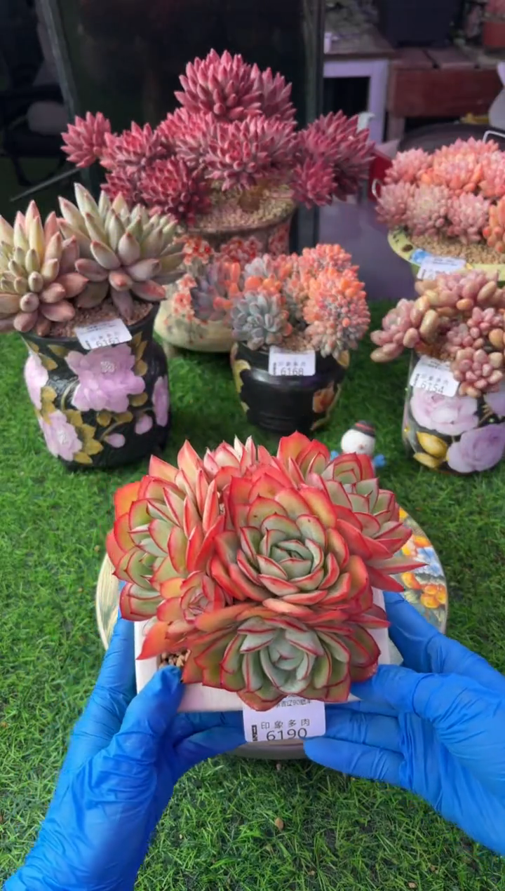 昆明印象多肉6190