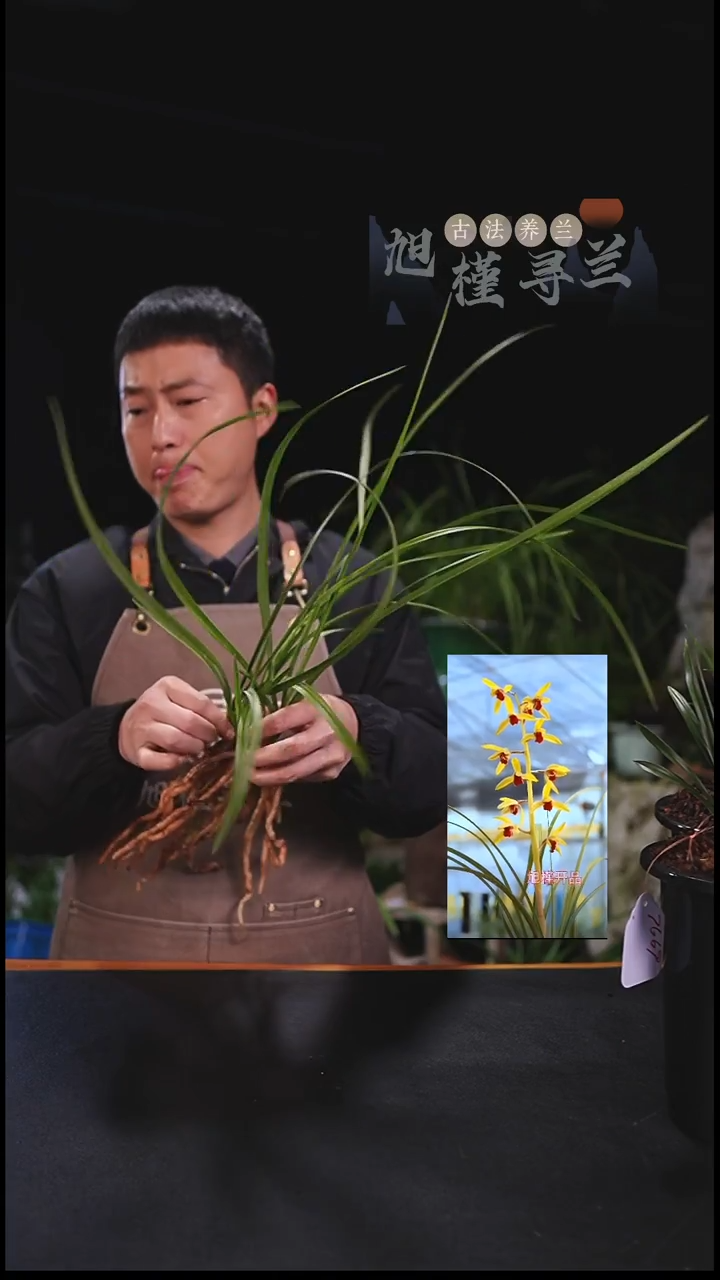 全部花苞努***总蕙兰朱金红素（前垄3苗带花苞）