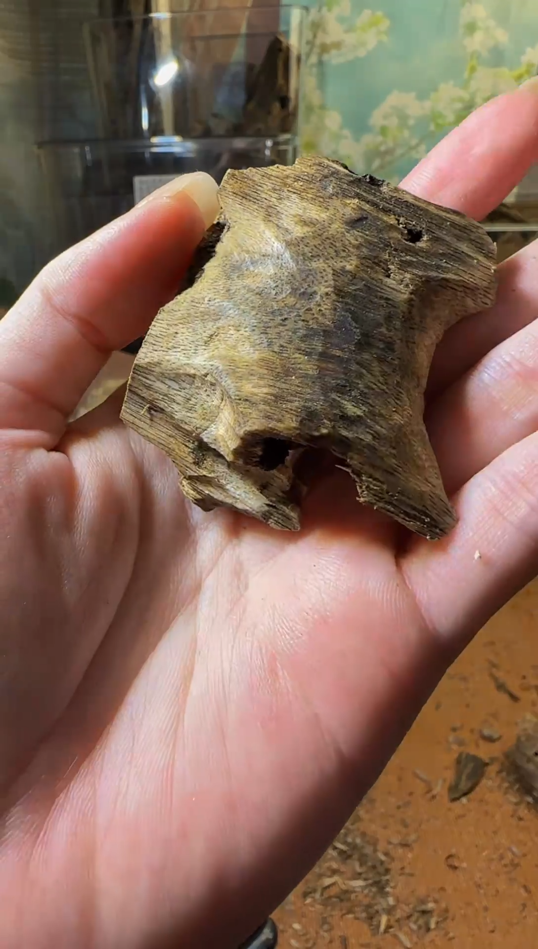 沉香沉香碎屑白棋89