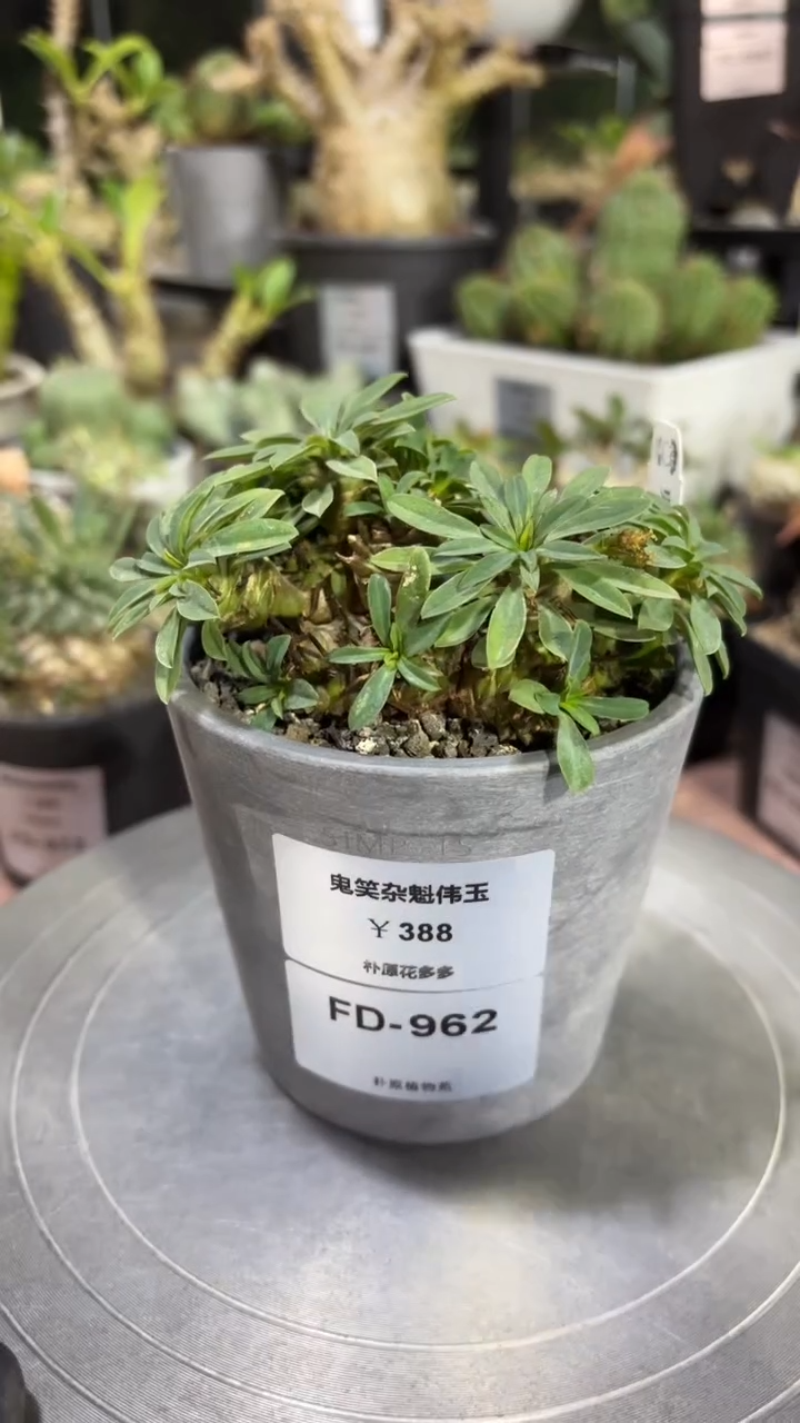 鬼笑杂魁伟玉大戟FD-962