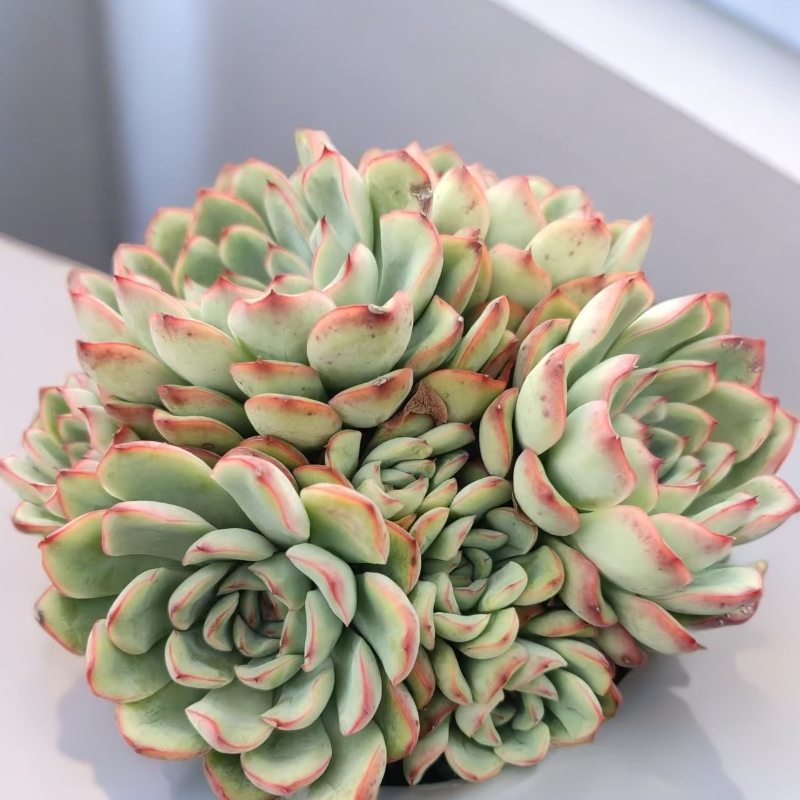 荷花多肉植物（九点九元包邮）以直播间展示为标准                
