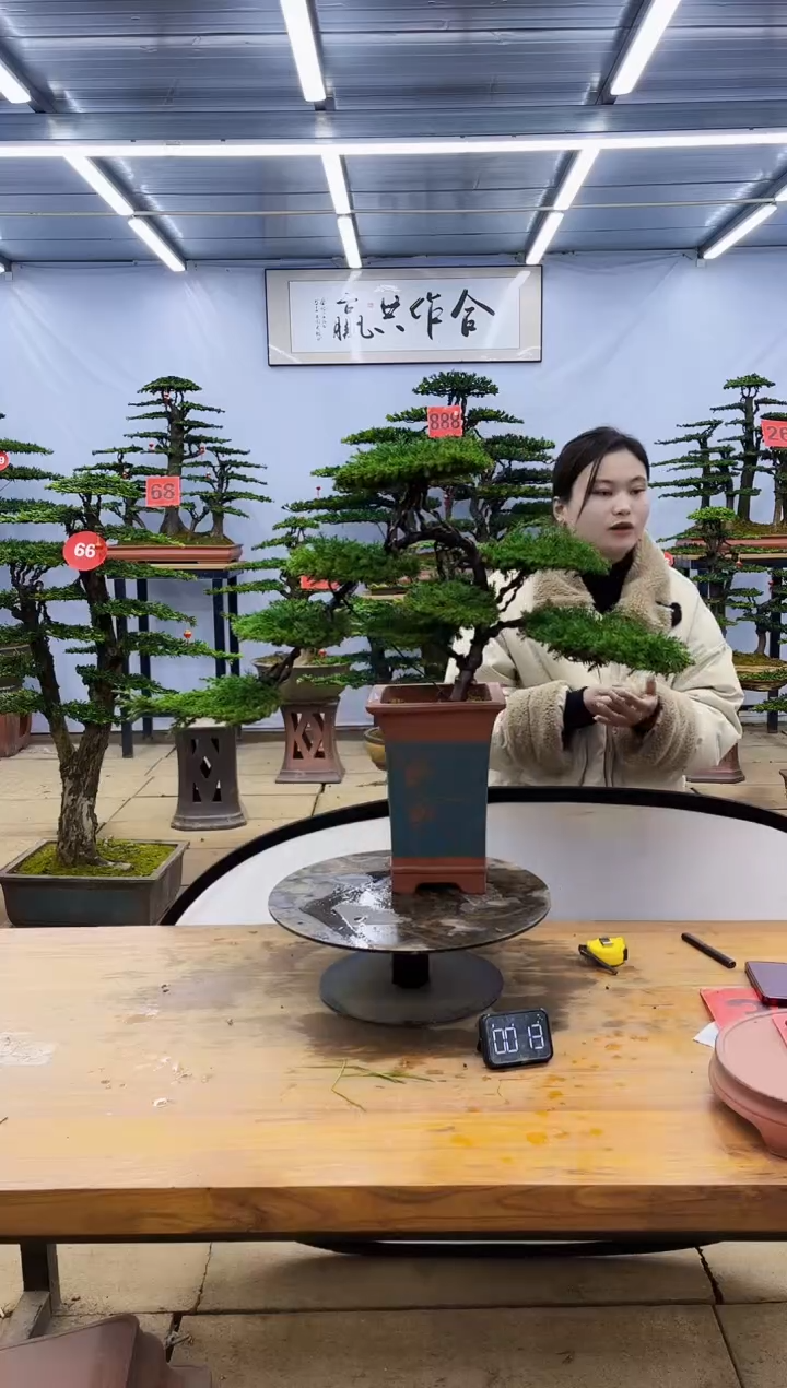 【闪购商品】高端盆景一物一拍，所见即所得