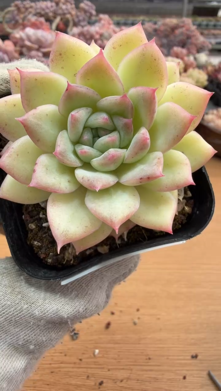 东云多肉园三店-11