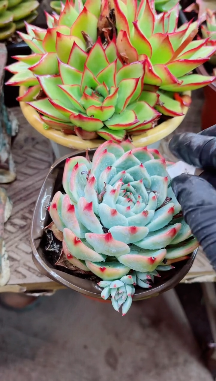 28007多肉植物一物一拍
