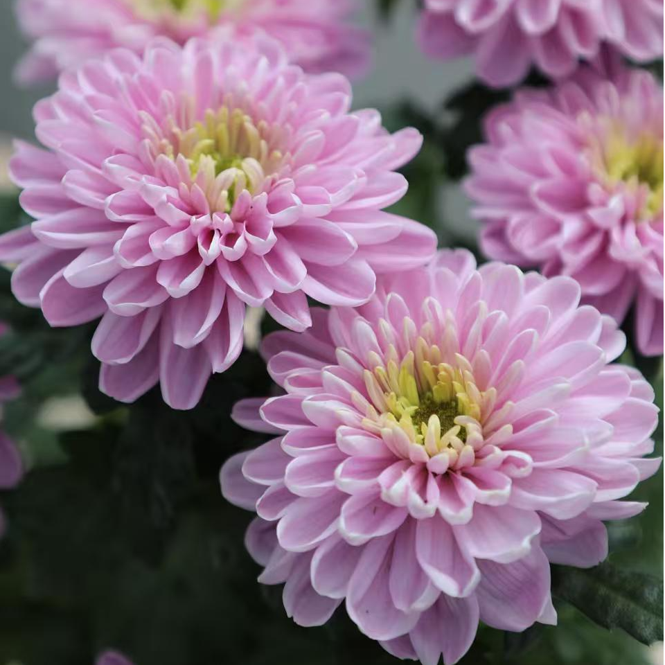 【罗斯安娜粉】盆栽  耐寒耐热多年生植物  庭院阳台皆可养护