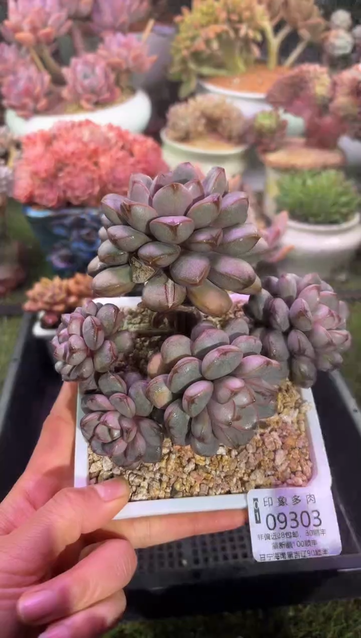 【闪购商品】09303