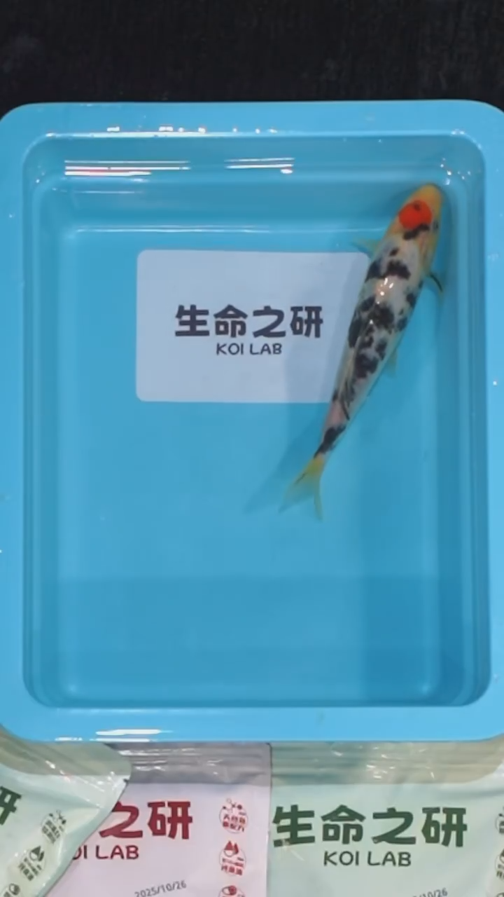 锦鲤血统大正三色锦鲤红白锦鲤丹顶锦鲤丹顶三色锦鲤