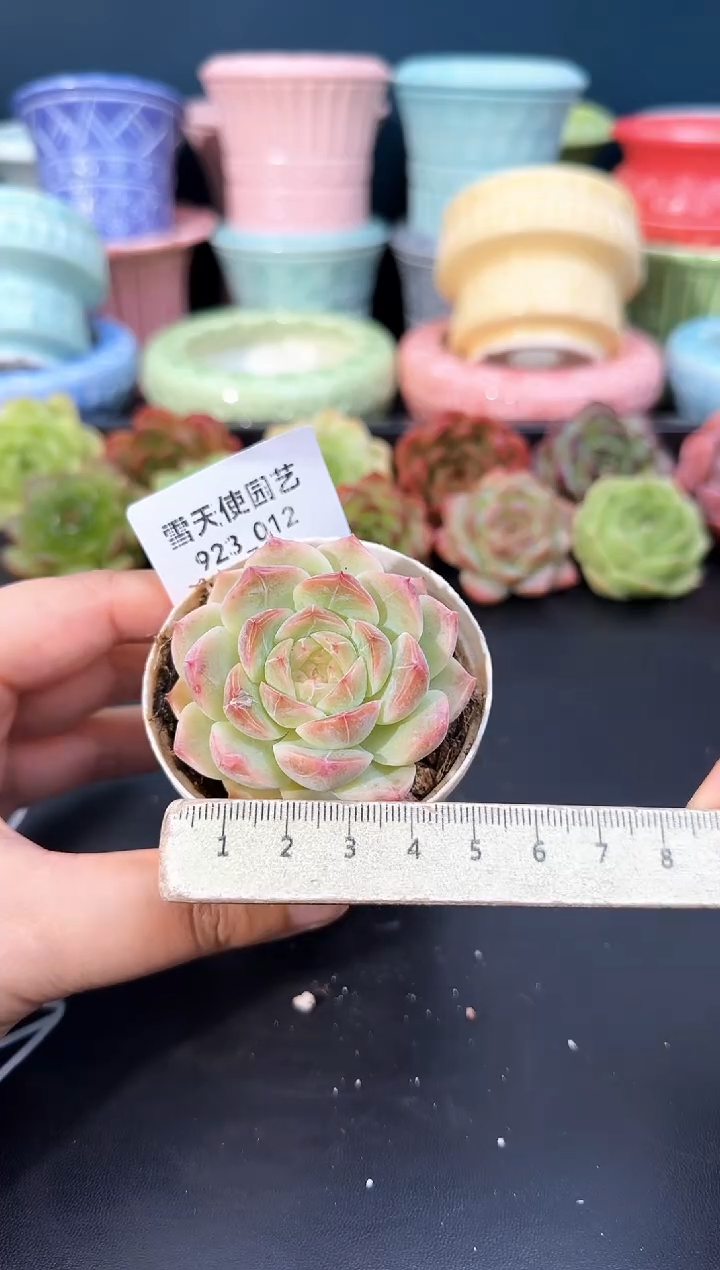 923-012青山（冠幅5cm）