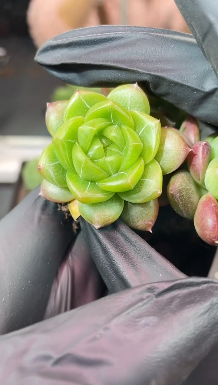 闪购989  羽毛冰城多肉一颗  3.8-4厘米