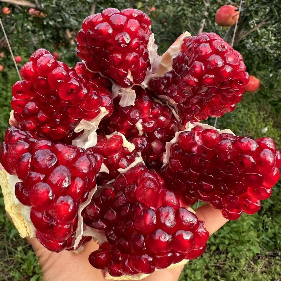 软籽石榴纯甜无酸盆栽地栽庭院南方北方种植