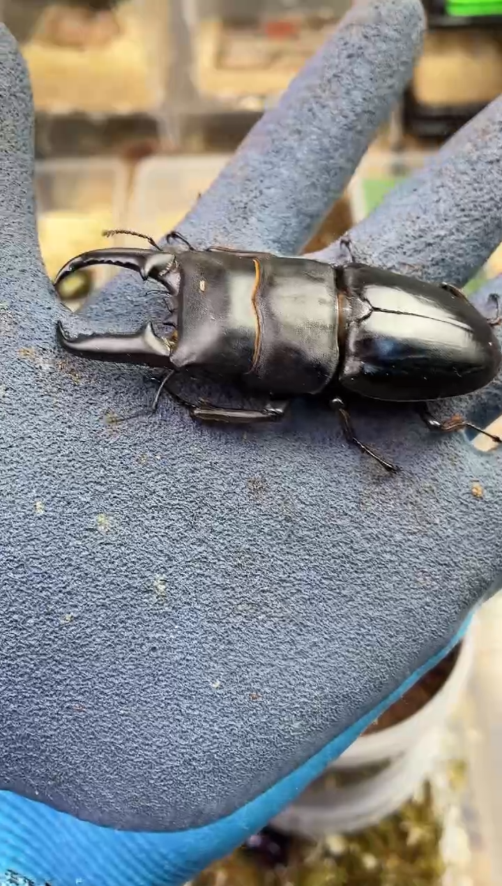 莽***妈7cm加中扁成虫公一只加罐子