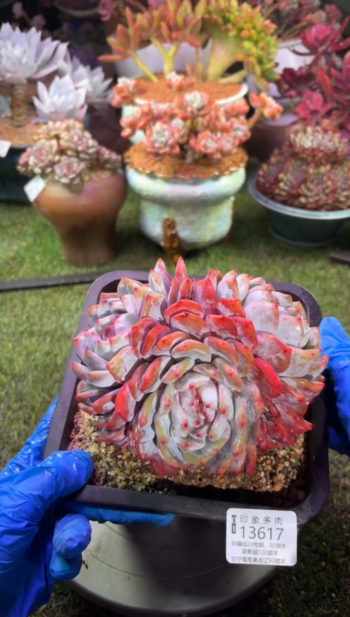 【闪购商品】13617