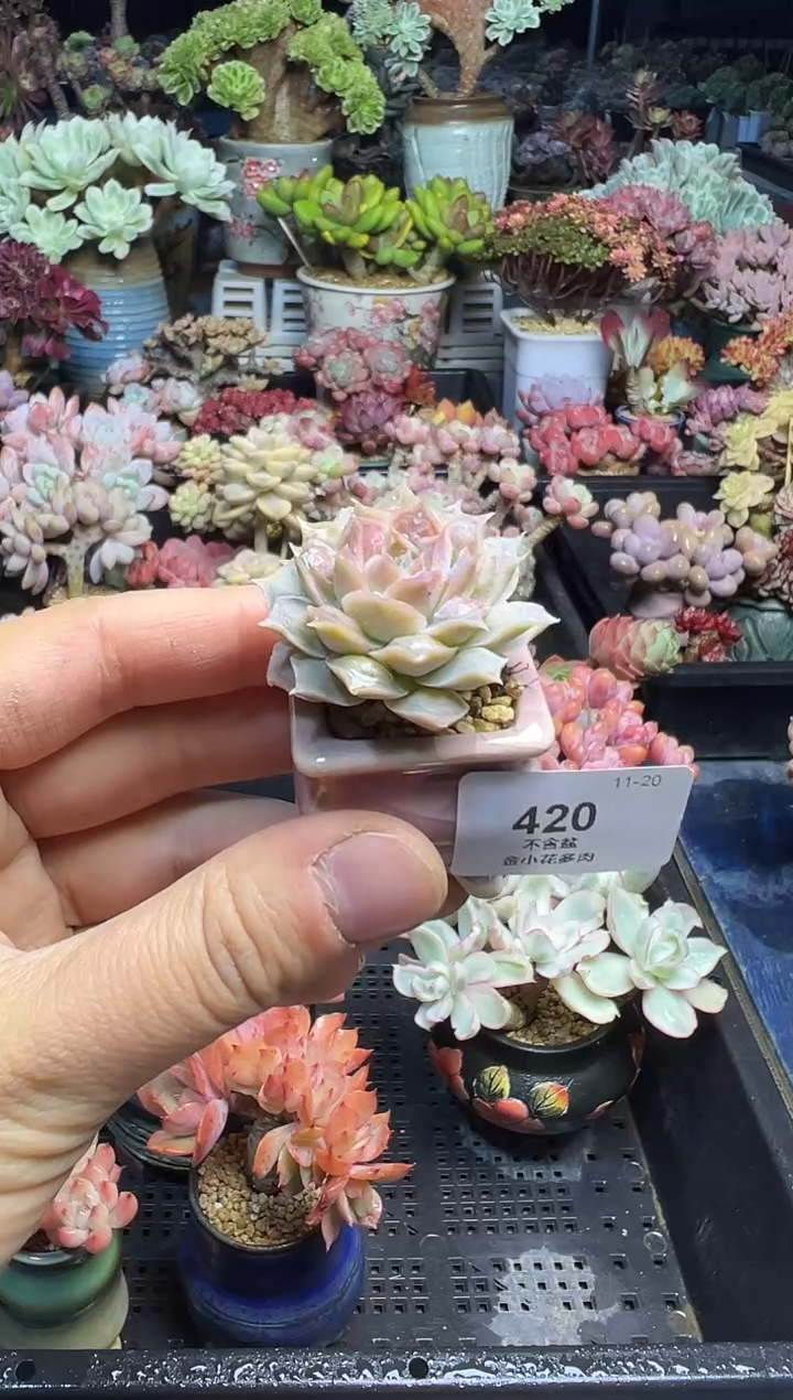 涵**媛420         不带盆