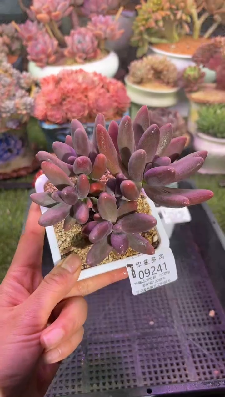 【闪购商品】09241