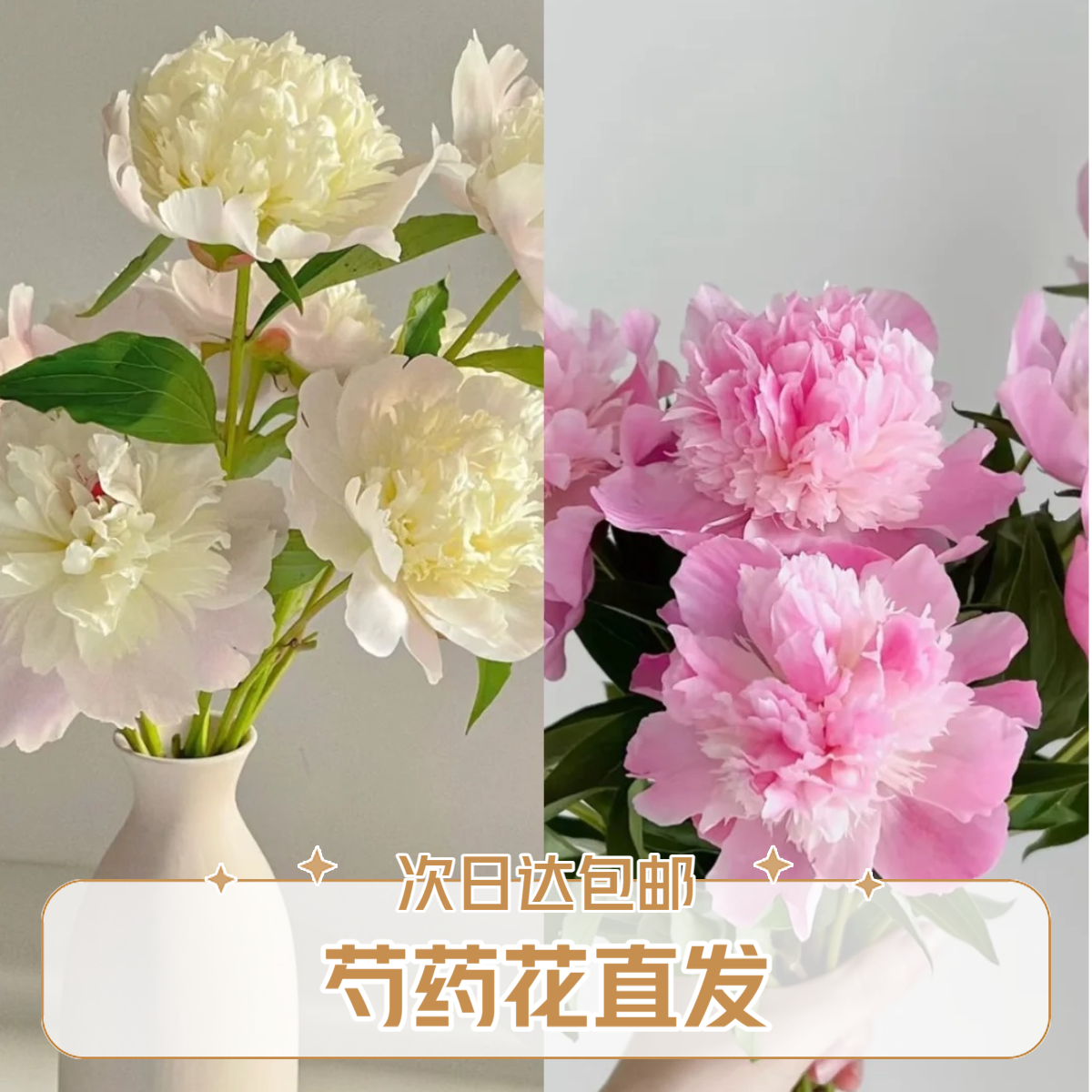 【.四川重瓣芍药基地直发】家居生活鲜花川渝地区次日达成都基地鲜花批发包邮