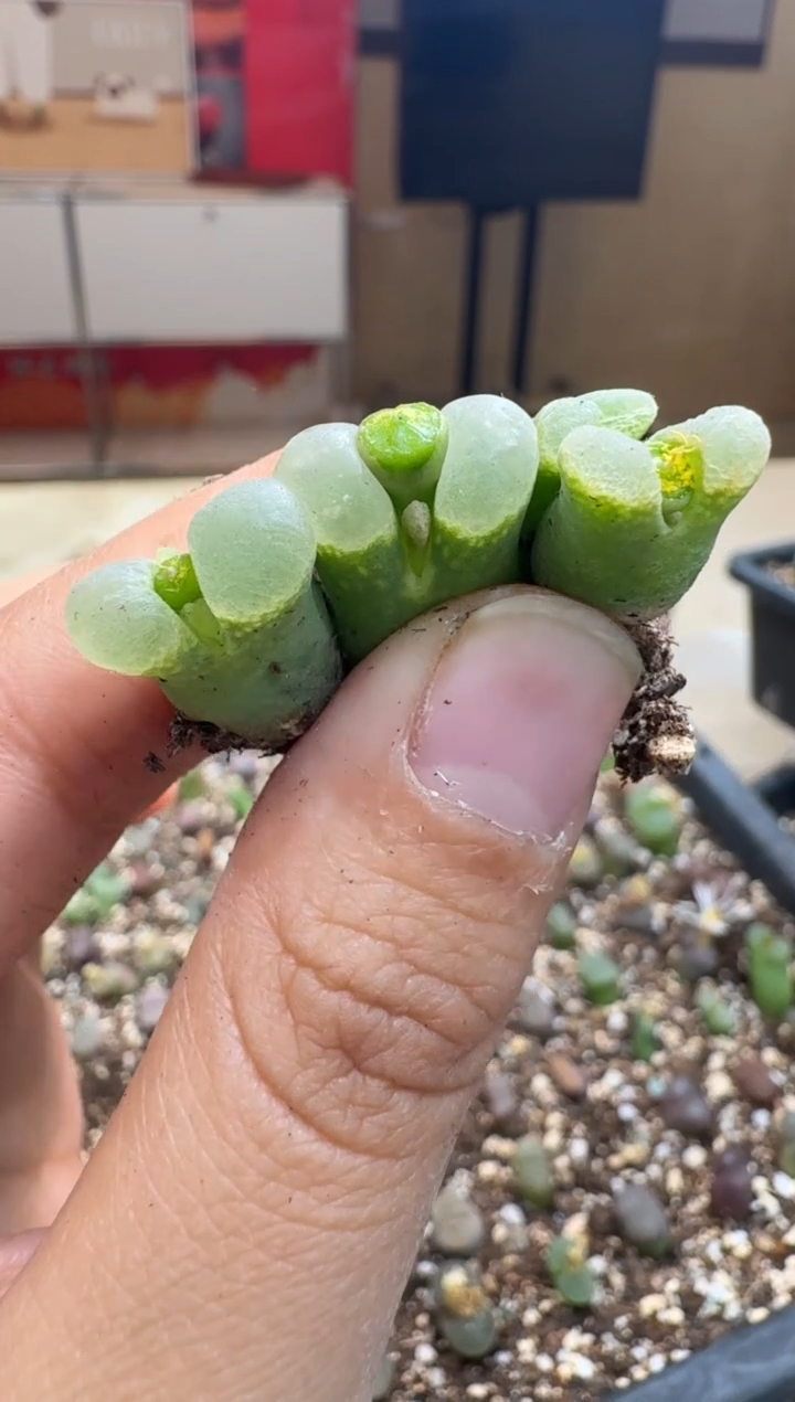 7-6多肉植物肉锥