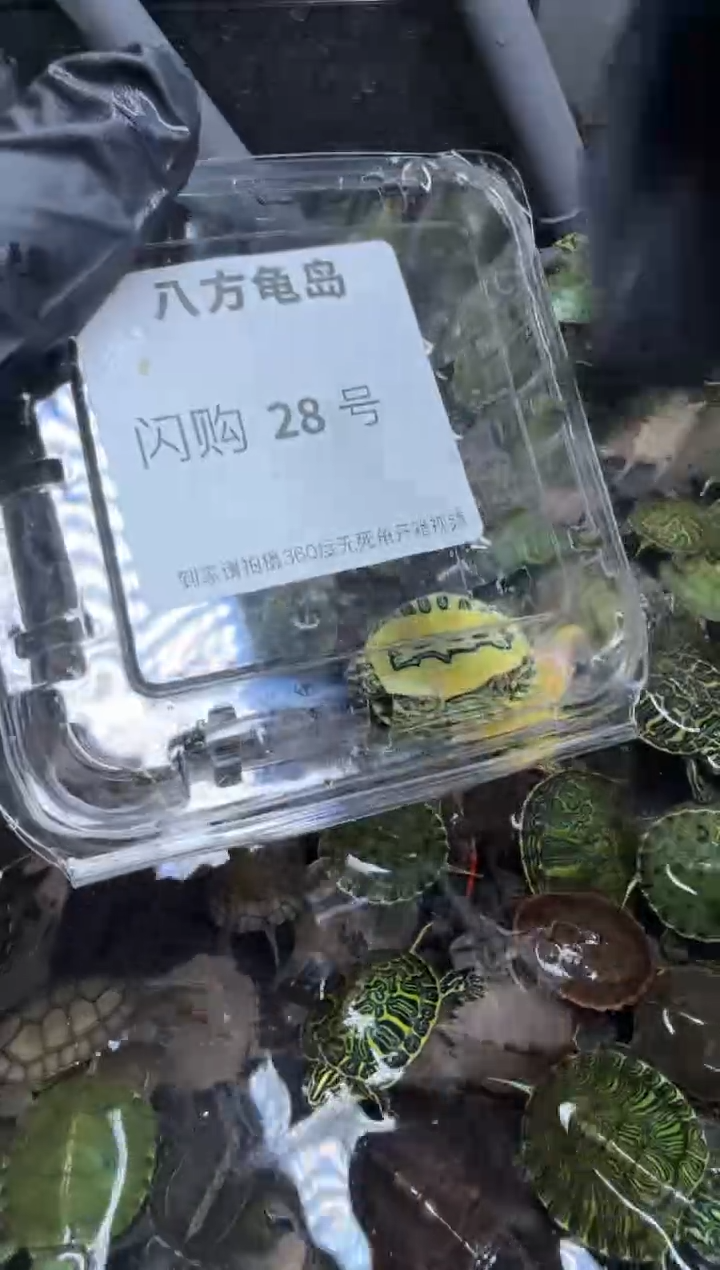 公母搭配宠物龟30号闪购