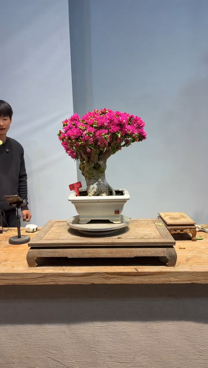 以实际为准✨****✨三角梅32