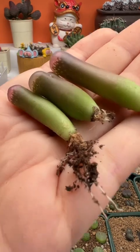 77超级无敌美丽到爆炸美肉。。。。