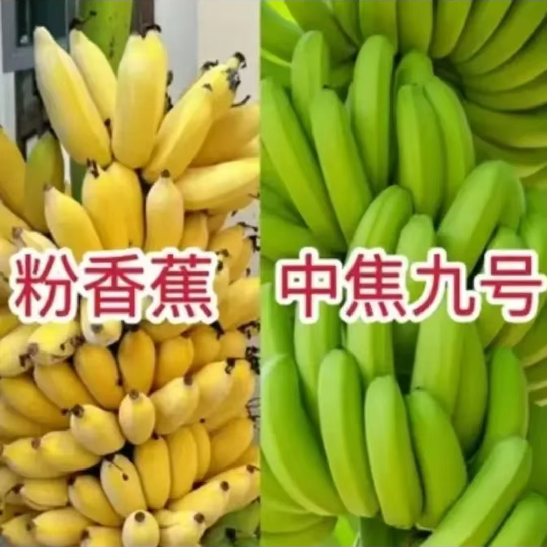 【组合福利】香蕉王+粉香蕉组培苗盆栽地栽