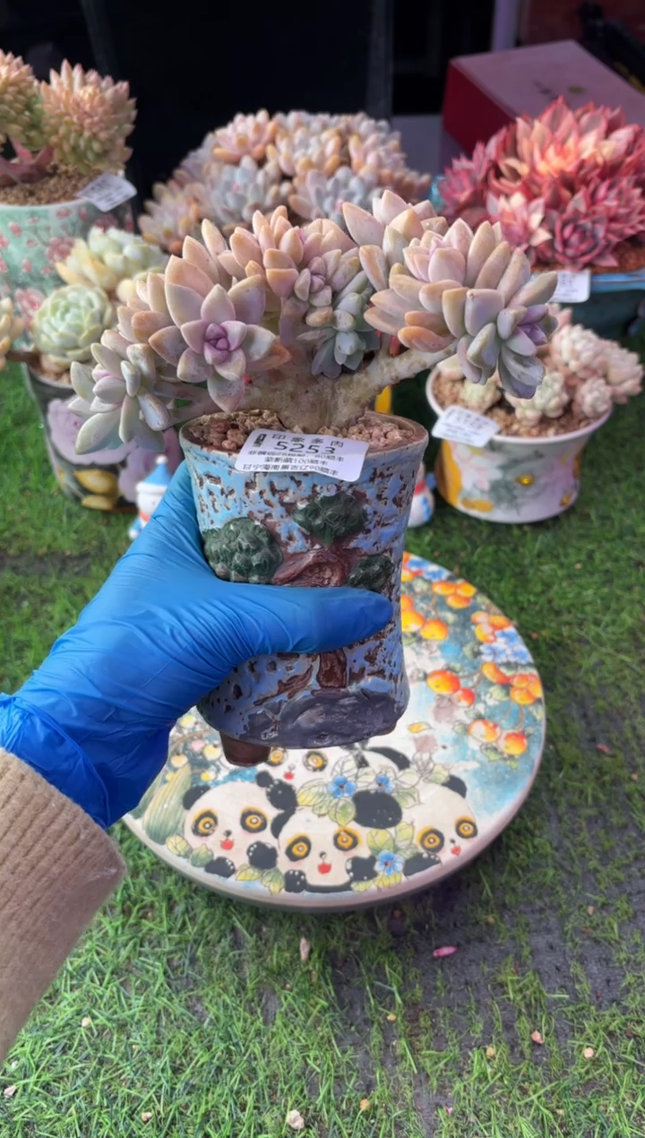 昆明印象多肉5253