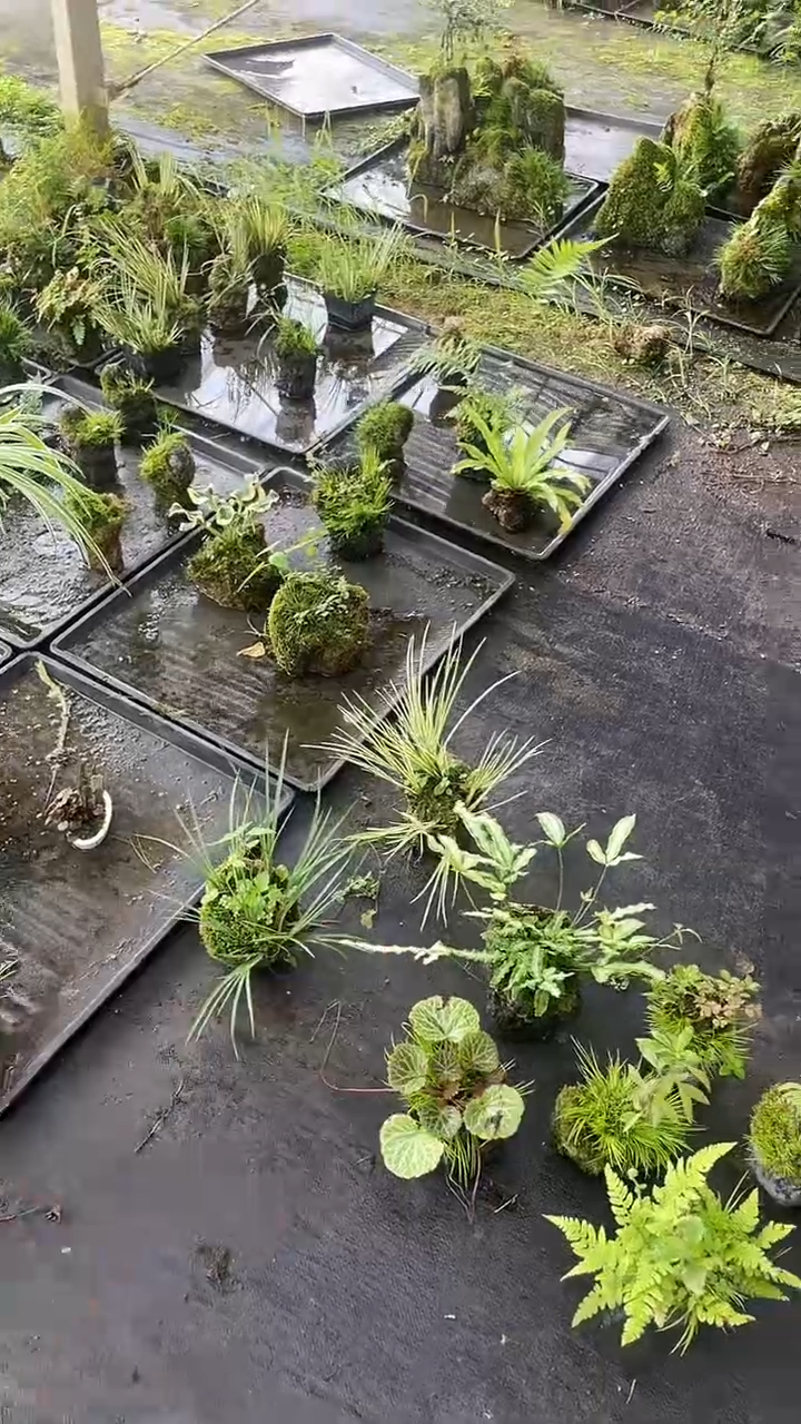 无花朵各种 附石菖蒲 植物盆景