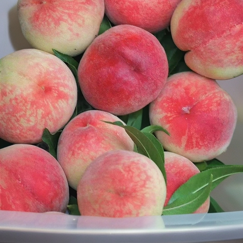 【次日达】现摘重庆当季老品种红玉甜脆桃新鲜水果桃子脆甜饱满2斤3斤5斤包邮重庆市重庆市