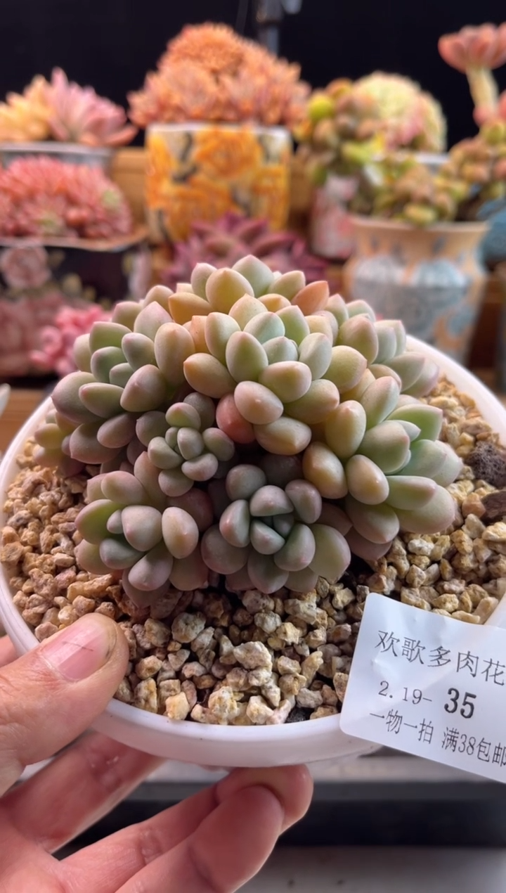 【闪购商品】2.19-35泡泡糖