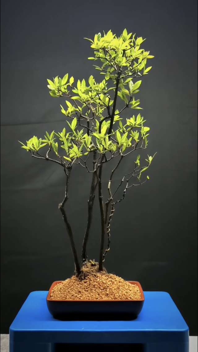 造型盆景黄山松栀子花春花等