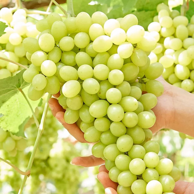 【明日达】7月12日现货新疆吐鲁番火焰山无核白葡萄新鲜水果皮薄无籽纯甜3-5斤装（顺丰快递）新疆维吾尔自治区
