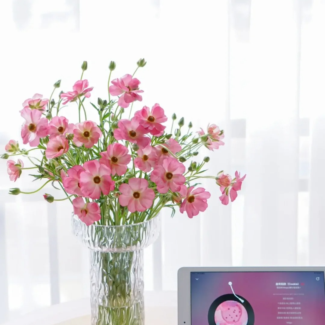 蝴蝶陆莲花（水蜜桃）氛围感花材云南基地鲜花直发