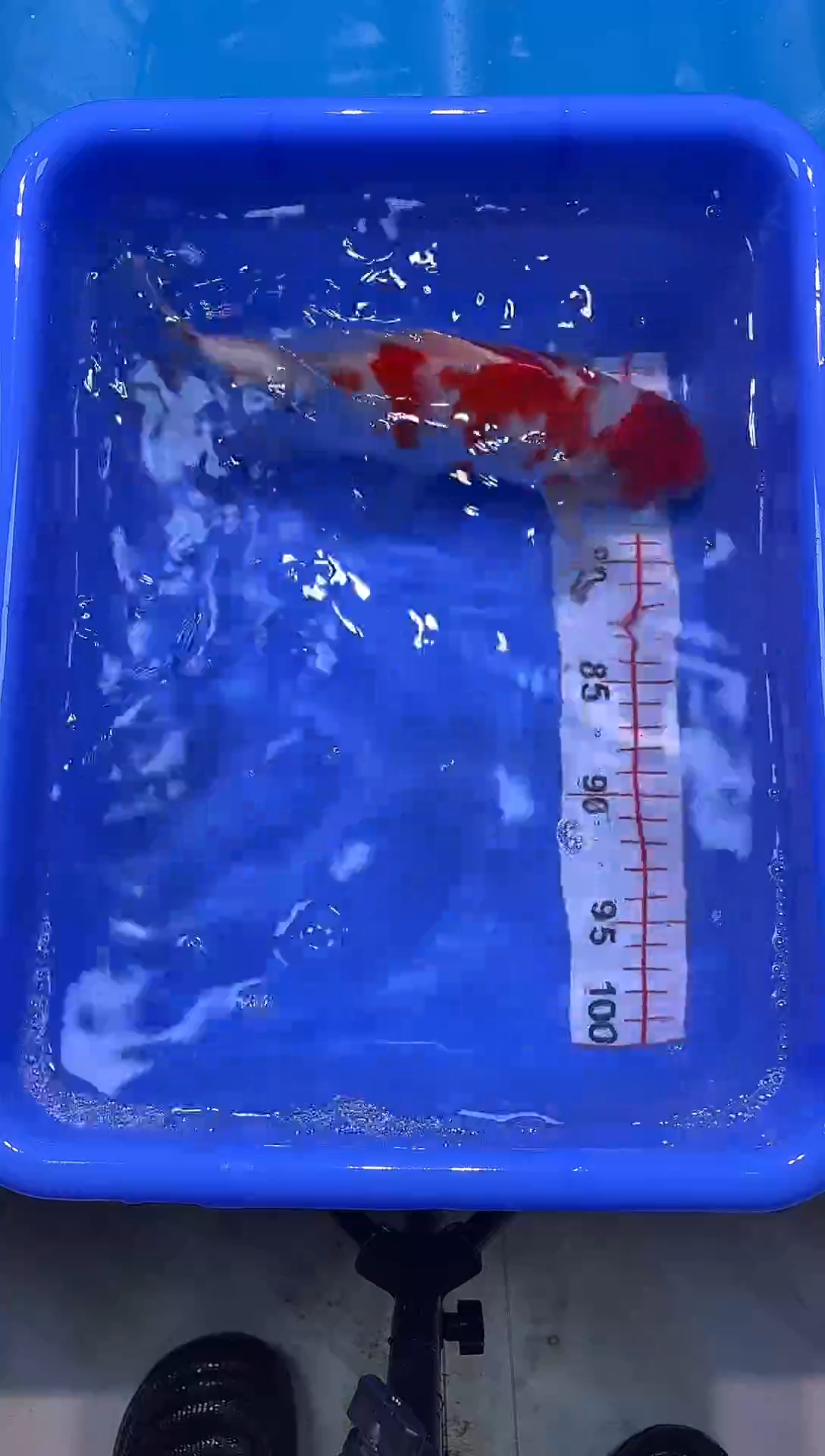 锦鲤2026-1-3汇鼎锦鲤----21