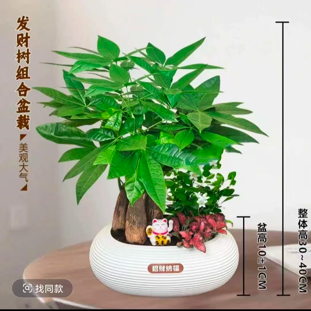 发财树组合盆栽30-40厘米高绿植九里香办公桌面好养常青花卉