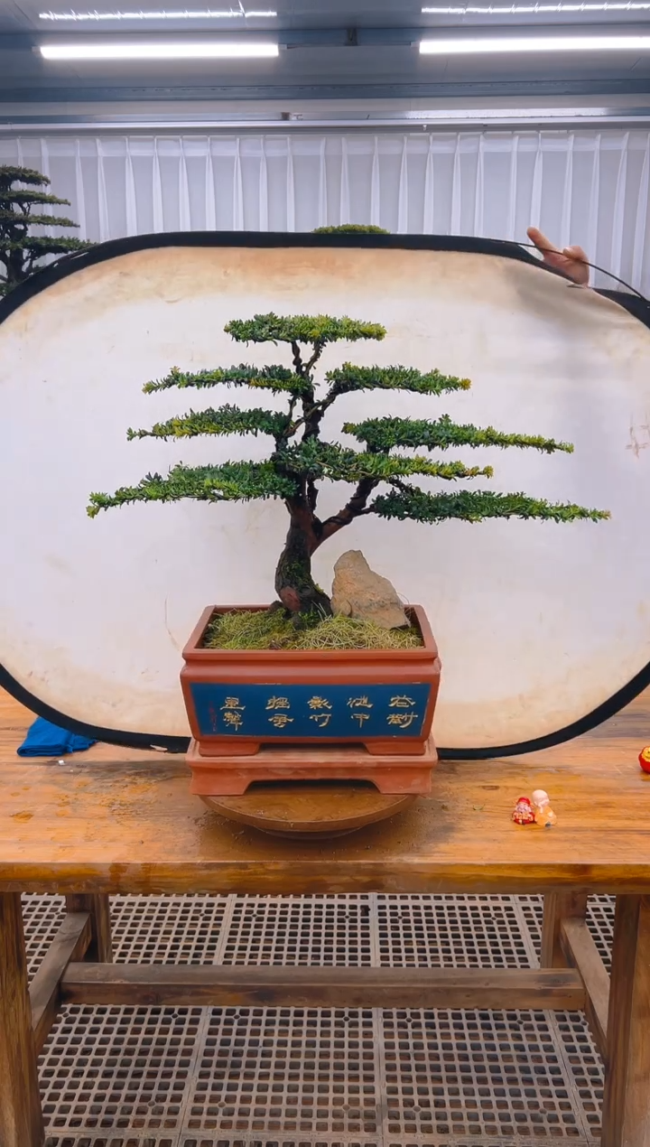 【闪购商品】紫砂精品盆景直播间一物一拍