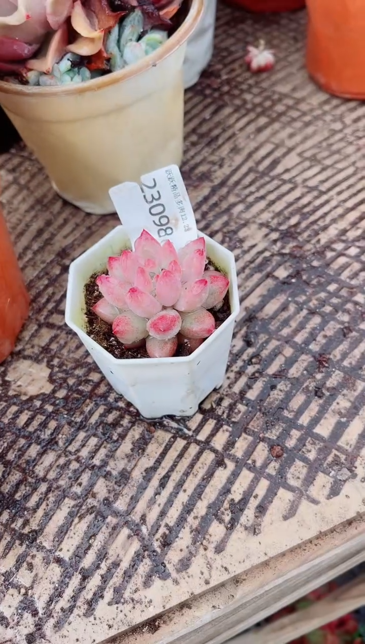 **跃跃精品多肉23098