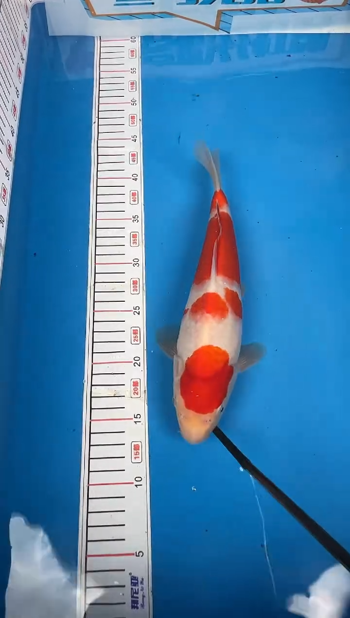 锦鲤王****.12号锦鲤红白鱼 闪购