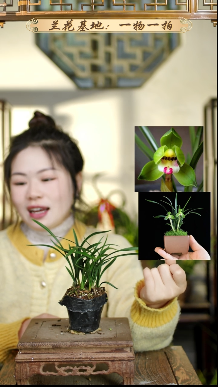 完全开放春兰翠盖8苗2花苞