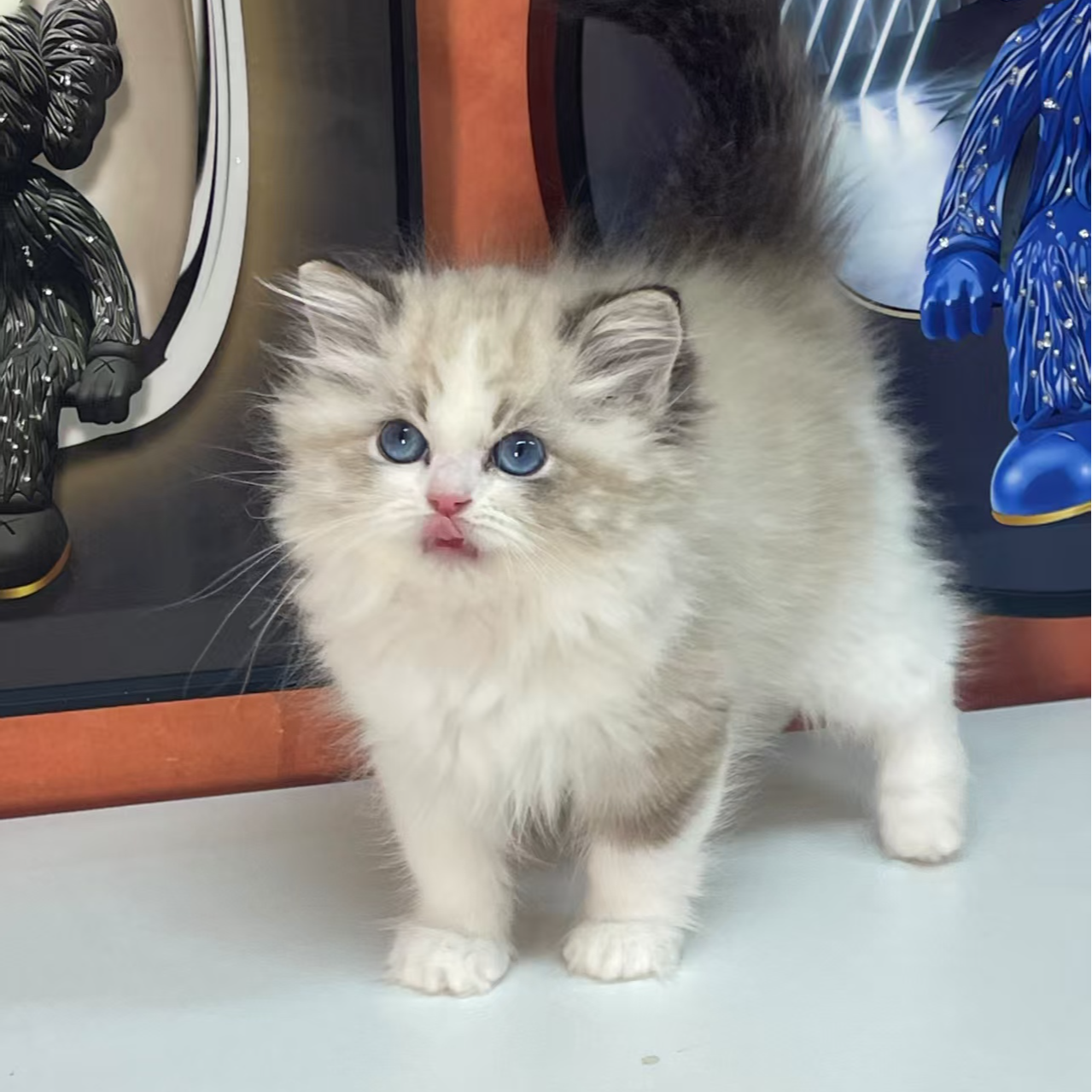 【铭尊布偶猫】可爱活体猫咪适合家庭饲养增添生活乐趣