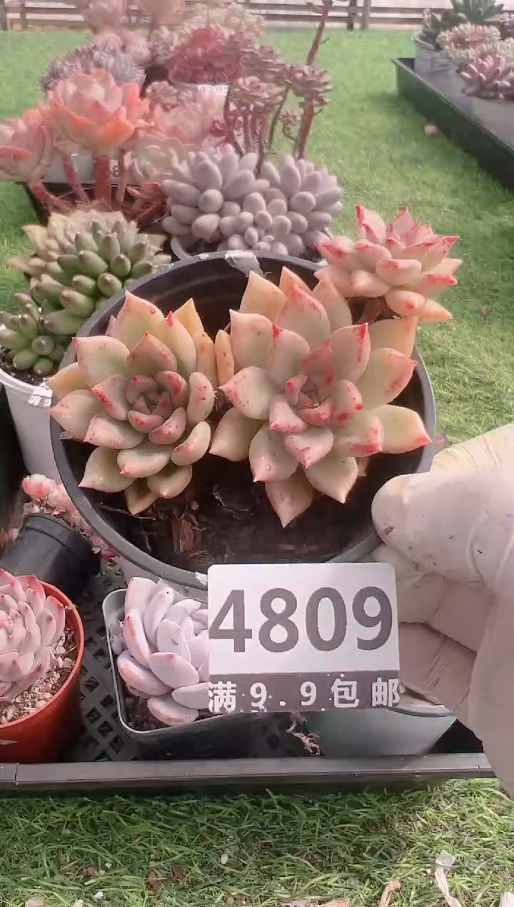 【闪购商品】信福多肉一物一拍