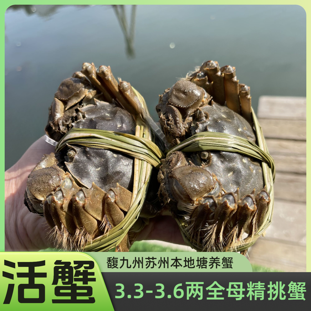 【活蟹】鲜活全母3.3-3.6两母蟹10只/8只（精挑蟹）苏州本地塘养蟹