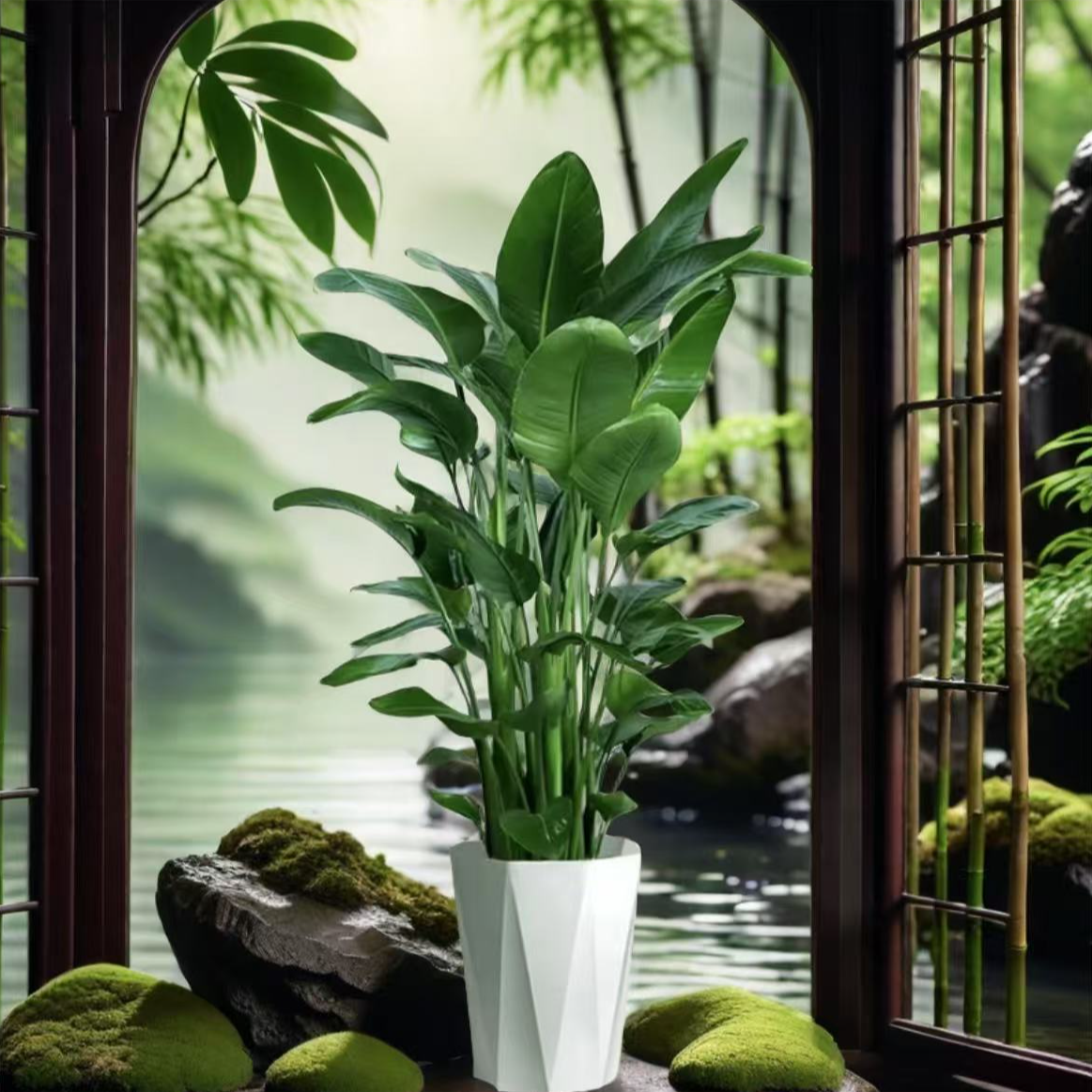 【送货上门-安陆昆豪】1.5~1.7米A级老桩苗天堂鸟福利放送好养耐活