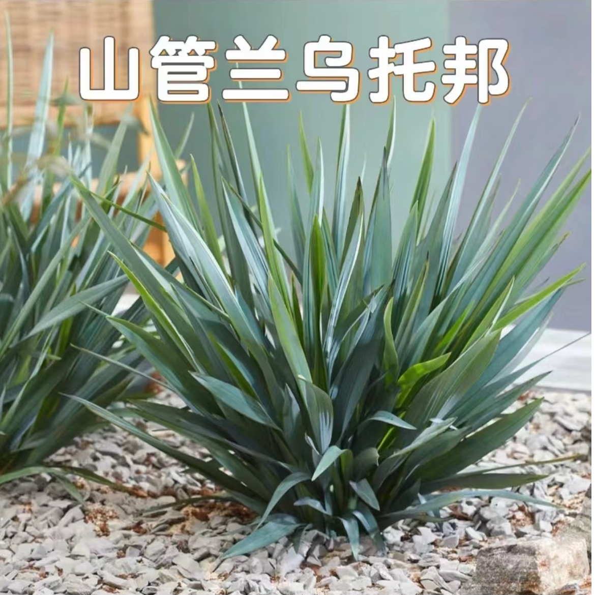 花镜山管兰乌托邦和朱蕉灯芯草集合耐寒耐热庭院阳台庭院盆栽绿植